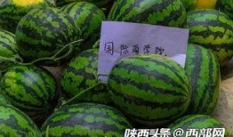 今日吃瓜